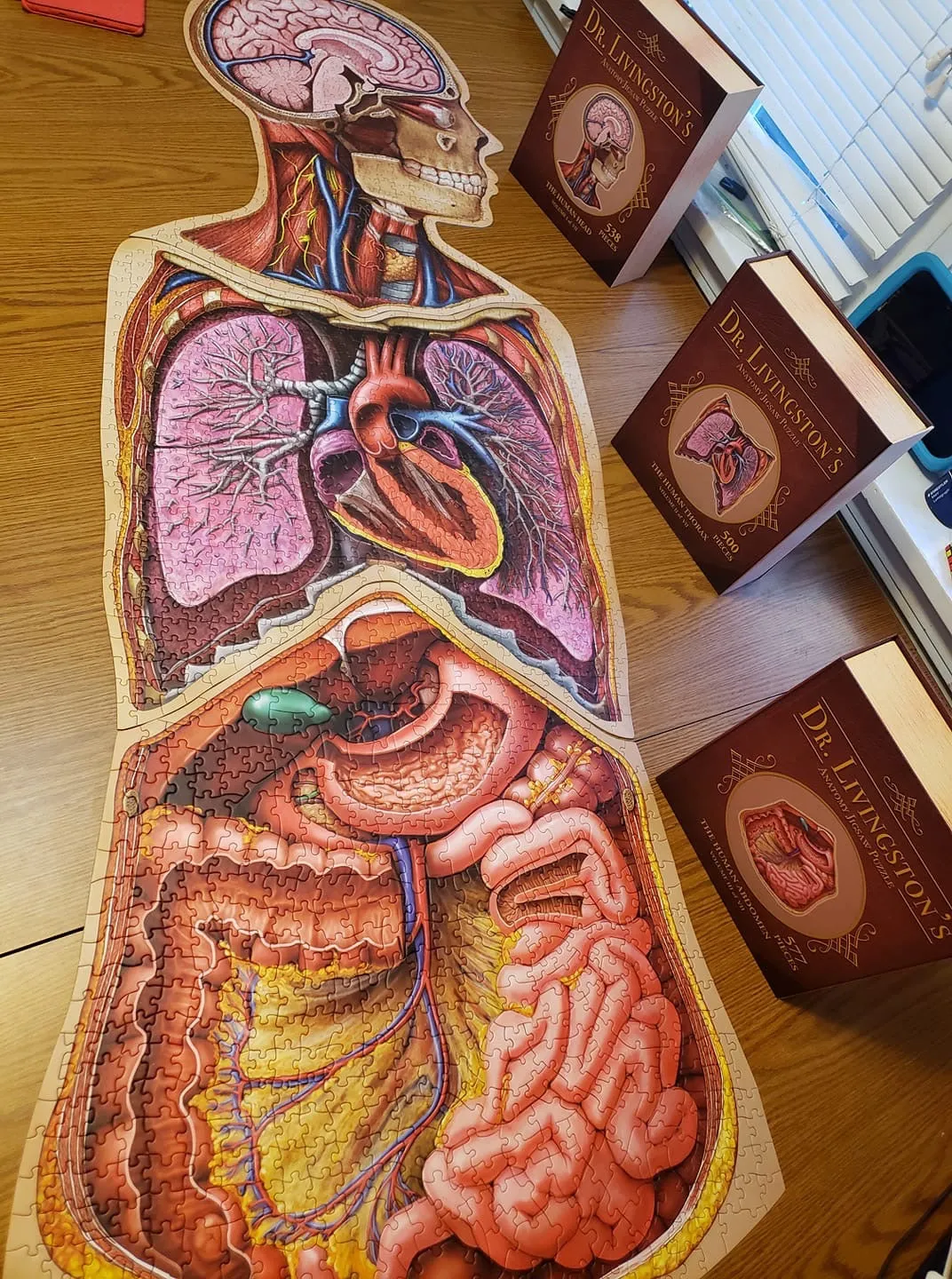 Human Thorax Anatomy Jigsaw Puzzle | Dr Livingston's Unique Shaped Science Puzzles, Accurate Medical Illustrations of the Body, Organs, Lungs and Heart